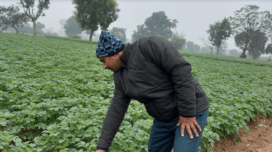 Potato farming up 2