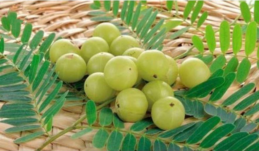 World’s Largest Producer of Amla