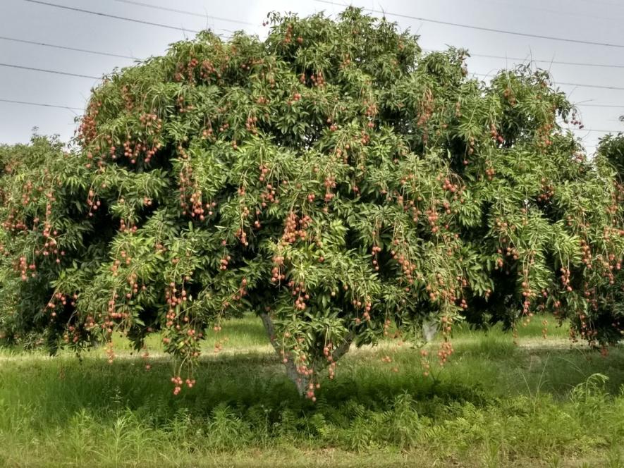 litchi