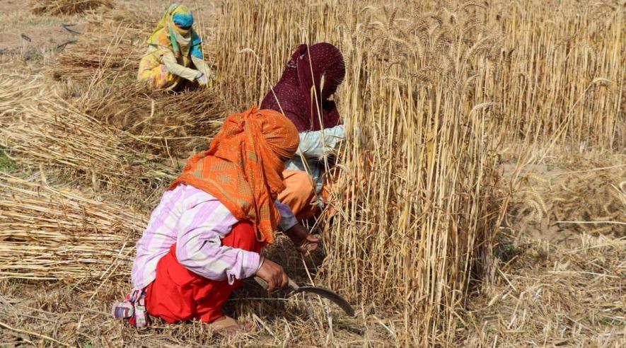 Wheat in MP