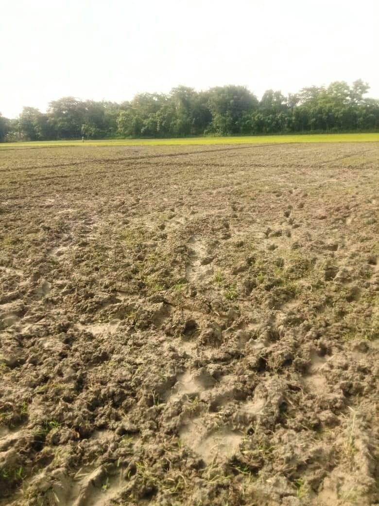 Another Paddy Field with no water.