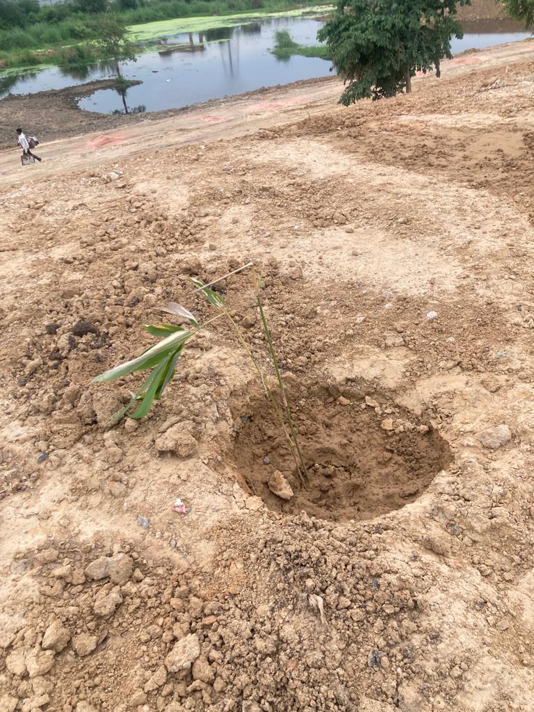 Plantation was done by the MP Gautam Gambhir by uprooting old green trees