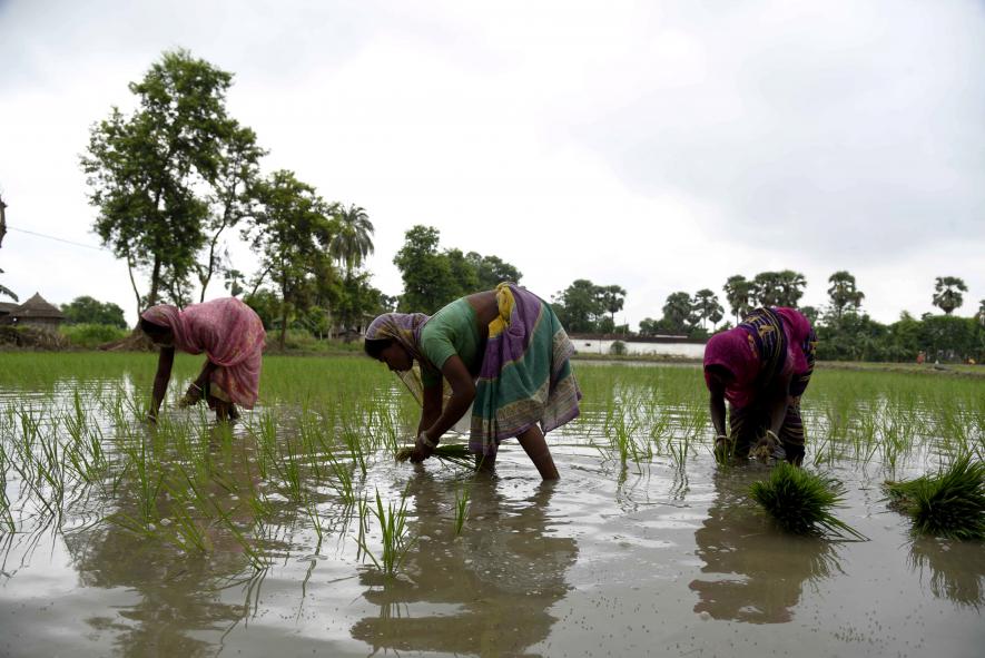 Farmers plant paddy saplings in a field, during Unlock 2.0, in Patna on Tuesday.