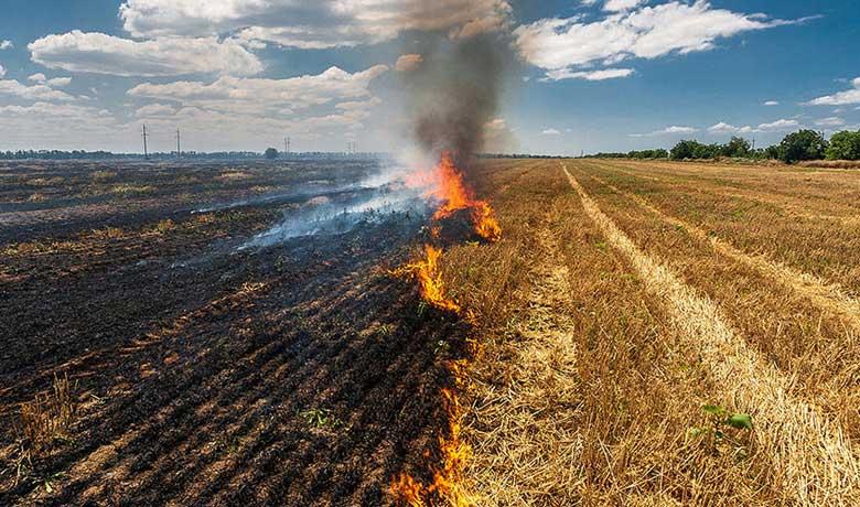 Stubble Burning