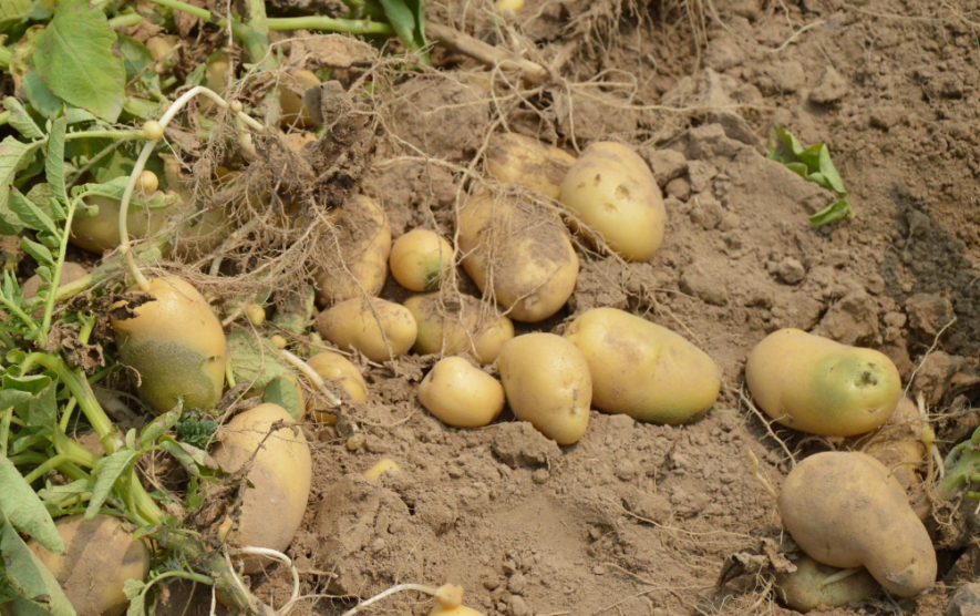 Potato farmers