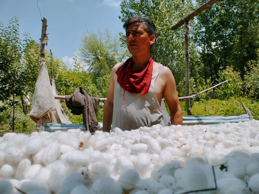 Muhammad Shaban Bhat switched from carpet weaving to silk rearing a decade ago.