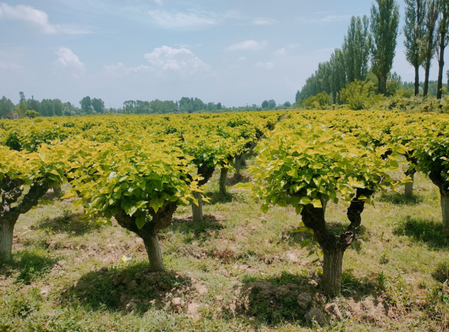 The silk seed station in Migrund, Baramulla.