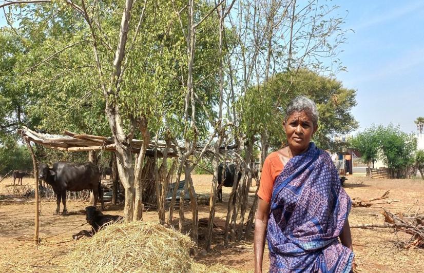 Chandramani, a woman farmer with her buffaloes (Photo - Vignesh A, 101Reporters).