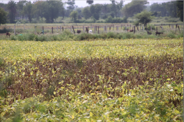 Most soya fields dried up due to the lack of rain in August.