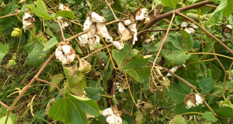 Pink Bollworm: Rajasthan