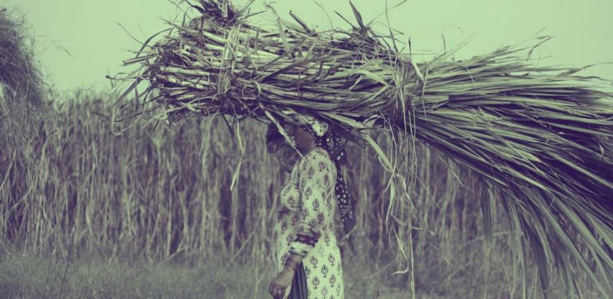 Sugarcane workers