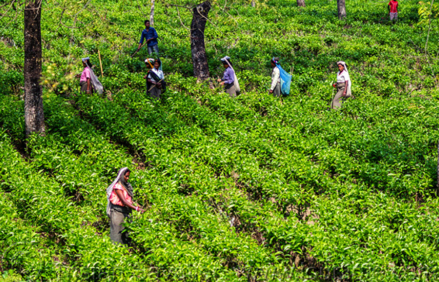 Tea Garden Workers