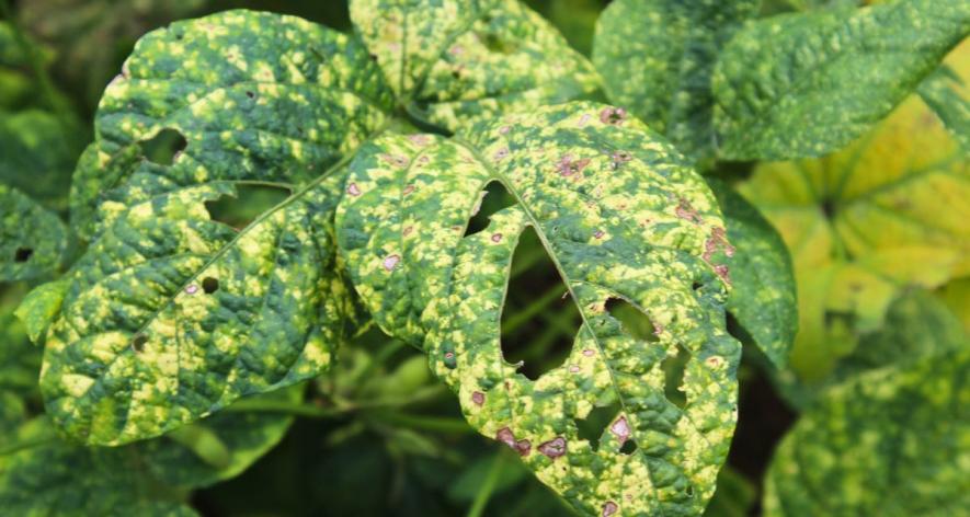 Yellow vein mosaic disease in soybean (Photo - Paridhi Jain, 101Reporters) 