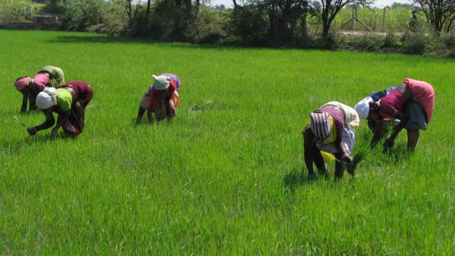 Agriculture