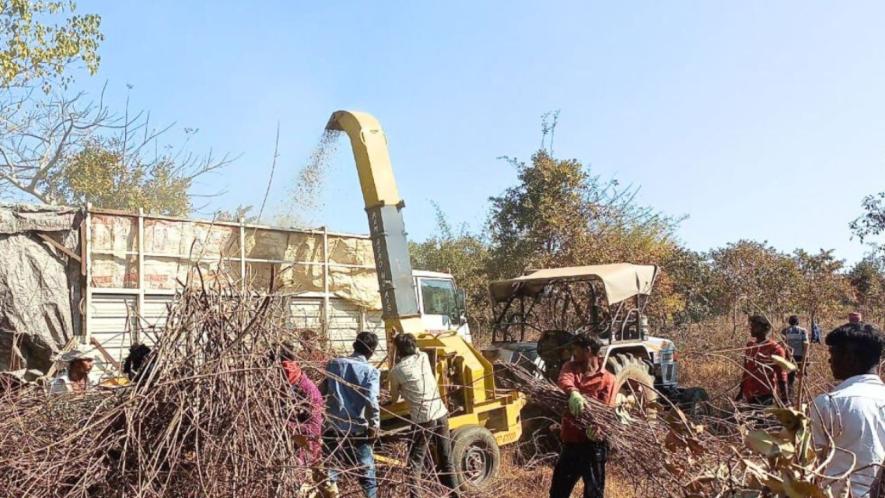 Breaking down lantana with a machine (Photo - Sanavver Shafi, 101Reporters)