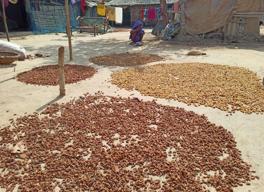 Mahua flowers being dried in the sun at Chalkigora under Barikur gram panchayat, Ranibandh Block, Bankura.