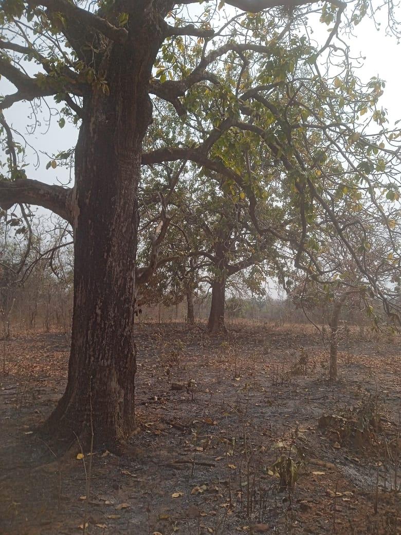 Mahua trees