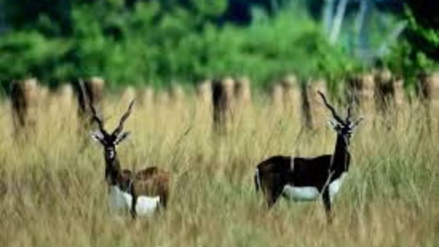 Thanks to Amulya Upadhyay, the Buguda and Balipadar forest division now harbours the second largest population of Black Bucks after Rajasthan.