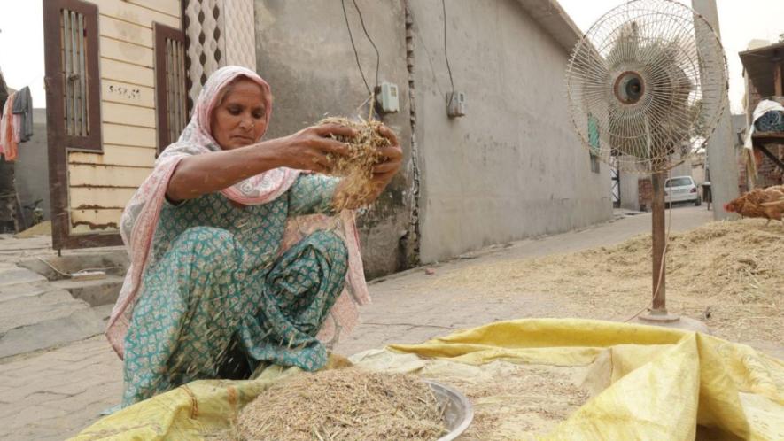 Karamjeet Kaur removing the husk from paddy (Photo - Sanskriti Talwar, 101Reporters)