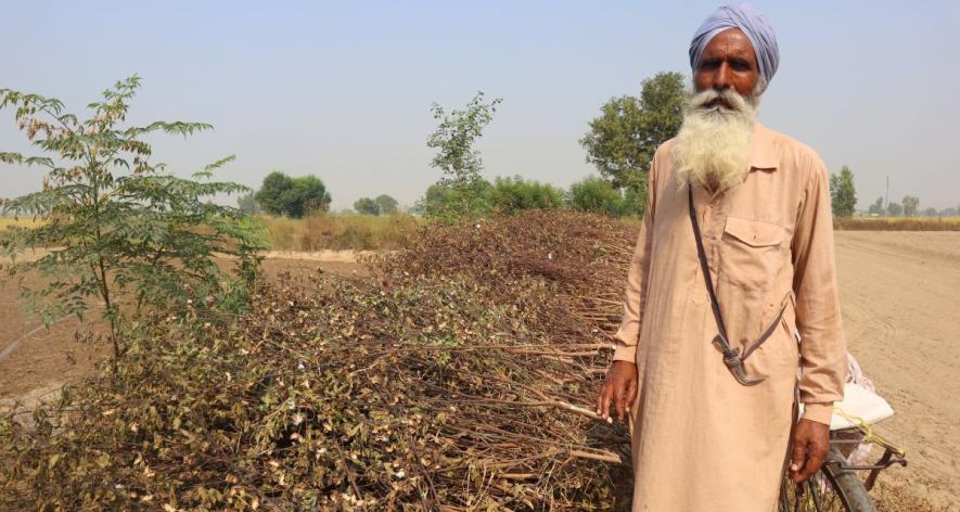 Farmer Balwinder Singh at his farmland in Punjab (Photo - Sanskriti Talwar, 101Reporters) .