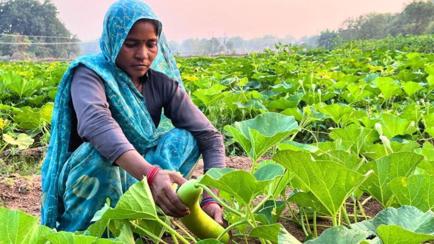 Anita plucks bottle Gourd from her nutrition garden in Lahar Thakurpura village in Jhansi district of Bundelkhand (Photo - Sneha Richhariya, 101Reporters).