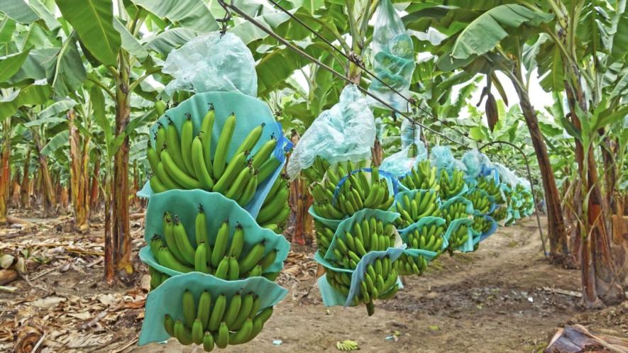 Banana crops in Ecuador. Photo: Ministry of Agriculture Ecuador