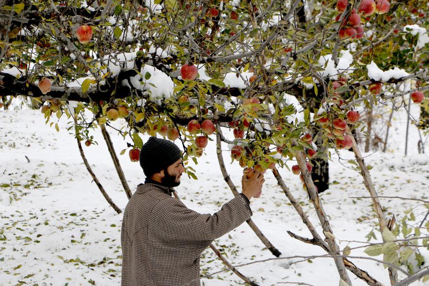 Farmer%20looking%20towards%20their%20apple%20trees%20%20in%20south%20kashmir%20(1).JPG